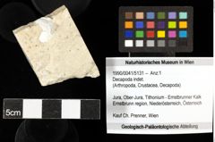 Foto (Objekt + Etiketten) von Decapoda indet. 